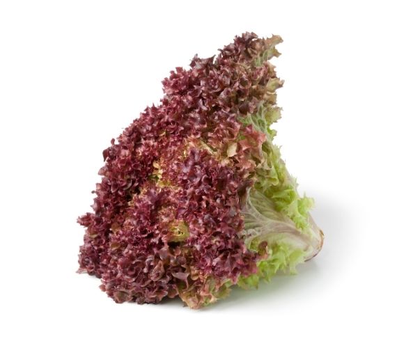 Red Lollo Rosso Lettuce (Curly)