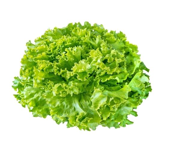 Curly Lettuce