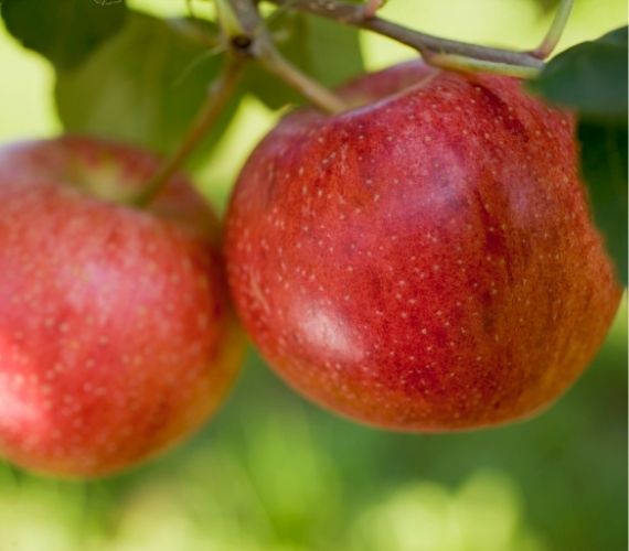 Fresh Apple Exporters İn Turkey