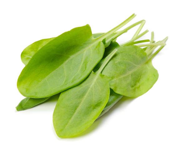 Sorrel