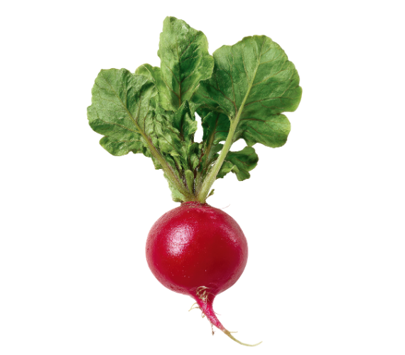 Red Radish