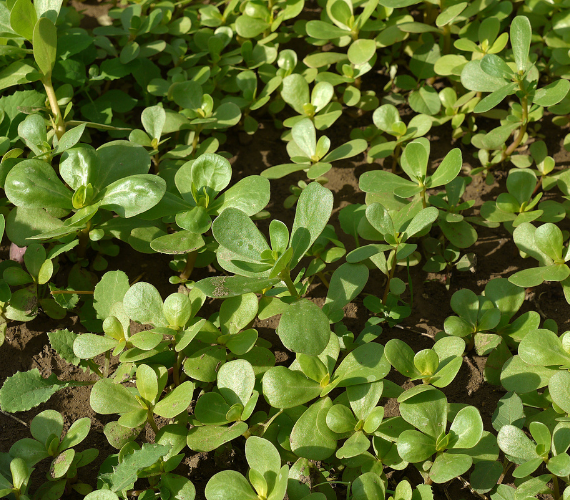 Purslane