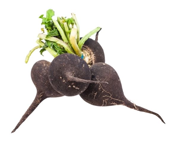 Black Radish