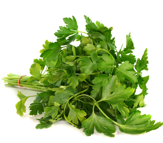 Coriander