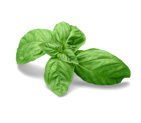 Basil